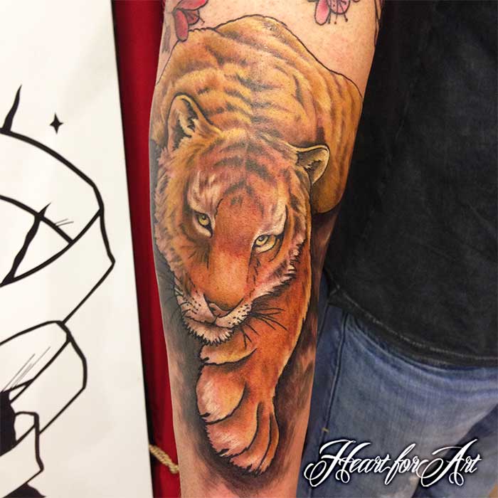 Danny's Realistic version of a Japanese Tiger Tattoo - Heart for Art -  Tattoo Shop - Manchester - Blog - Heart for Art - Tattoo Artists - Cover up  Tattoo Artists - Portrait Tattoo Artist - Stalybridge - Manchester - UK